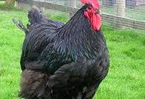 Raça de galinhas австралорп: descrição e foto. A carne-cascas de ovos raça de galinhas