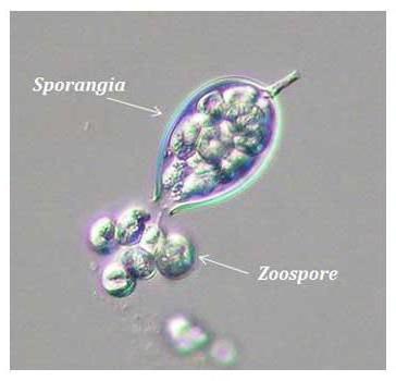 reproduction by zoospores