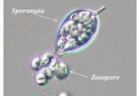 Zoospore هو شكل من دورة الحياة و طريقة الاستنساخ