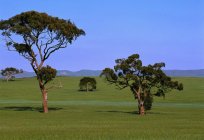 Jakie drzewo powyżej: eukaliptus lub kasztan? Wysokość kasztanowca i eukaliptusa