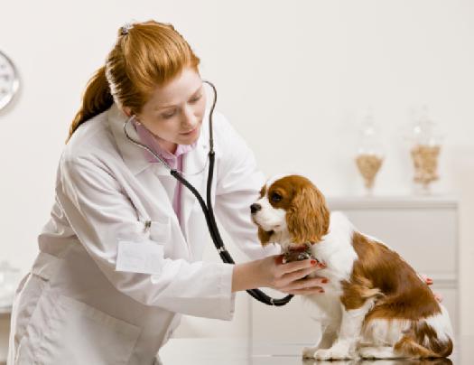 Veterinary clinics of Minsk reviews