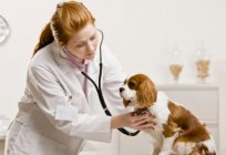 Rettungsdienst für Vierbeiner - Tierklinik in Minsk