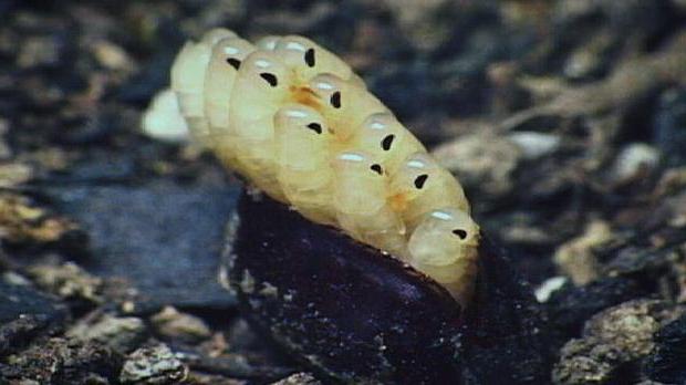 怎么多的蟑螂从卵孵化
