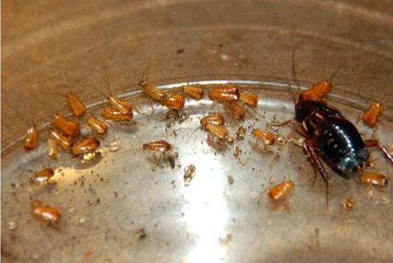 怎么多的蟑螂从卵孵化照片