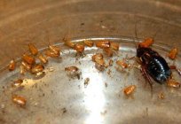 怎么多的蟑螂孵化一个鸡蛋？ 什么样的差异已经奠定某些类型的寄生虫?