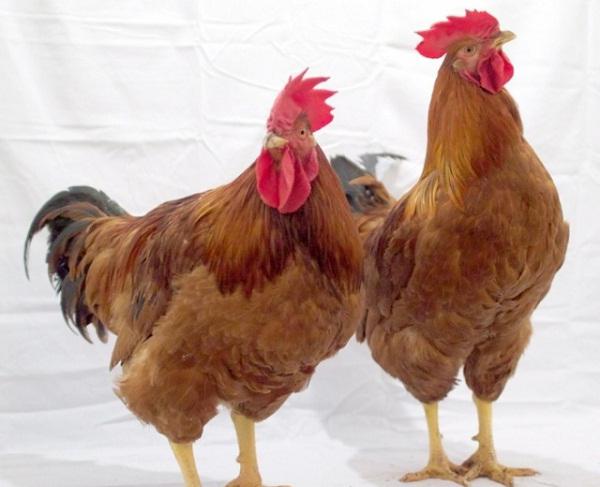 Rebro chickens