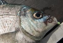 When the spring begins to bite bream? What biting bream?