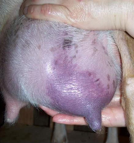 كيفية علاج التهاب الضرع في الماعز