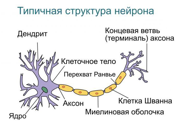 estrutura дендрита