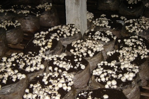 Wachsen Pilze zu Hause in den Taschen
