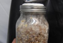 Wie wachsen Champignons zu Hause: rundenbasiertes инсрукция