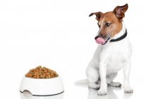 Food for dogs 