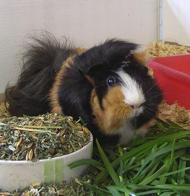 what Guinea pigs eat healthy food