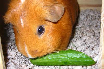 the diet of Guinea pigs recommendations