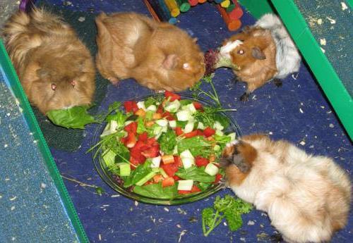 proper nutrition Guinea pigs