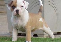 Dog breed American bulldog: description and characteristics, puppies, price, photos