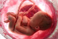 How does the baby eat in the womb? Development of the child in the womb by weeks