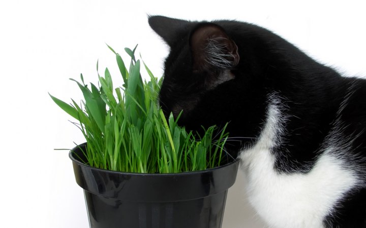 Katze und pflanze