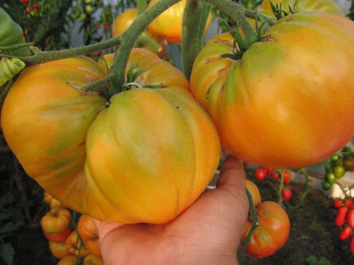 Tomate Rätsel der Natur Beschreibung der Sorte