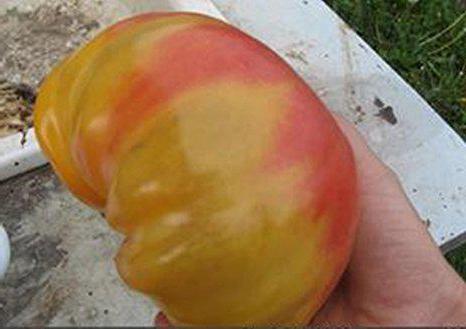 tomat रहस्य प्रकृति की समीक्षा, फोटो