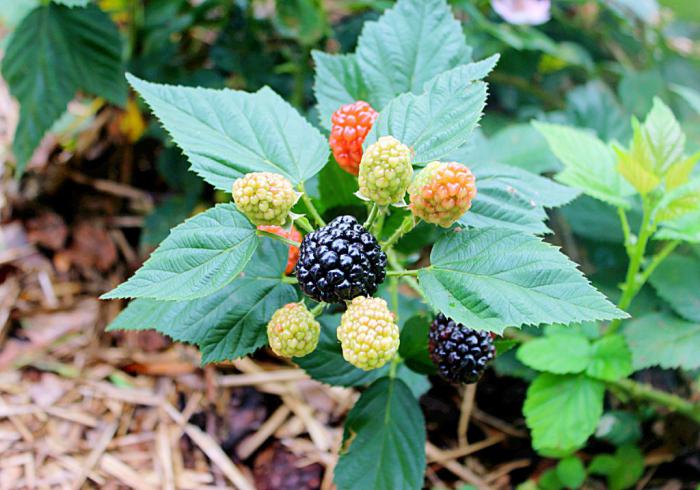 BlackBerry Garten Pflege freistellen