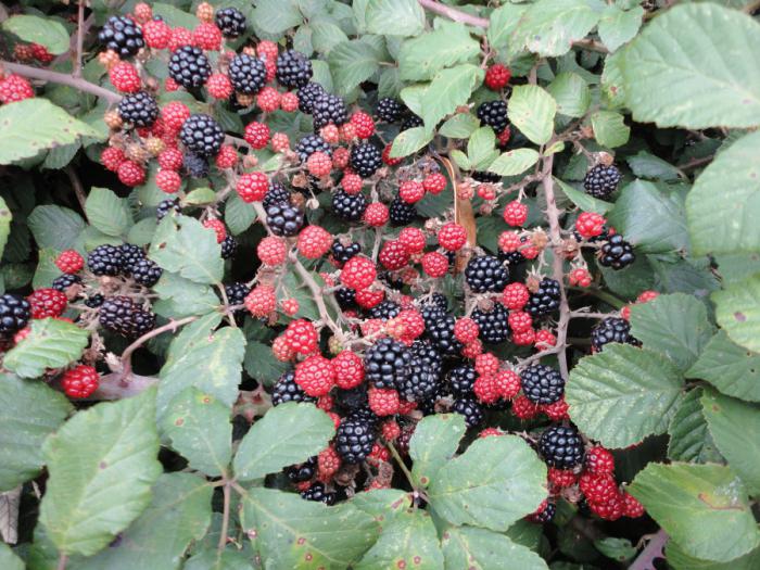 jardim blackberry corte
