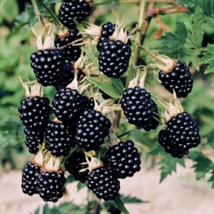 blackberry corte e cuidados