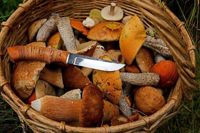Pilzsammler Messer
