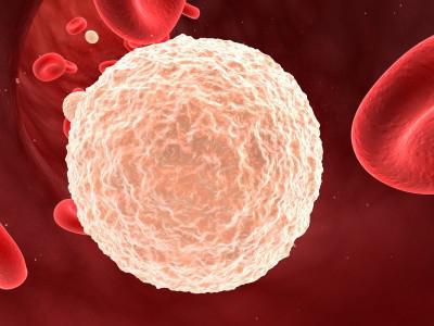 gdzie powstają leukocyty płytki krwi krwinki czerwone