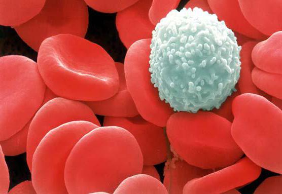 де утворюються лейкоцити і скільки живуть