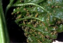 How to deal with aphids on currant: practical tips