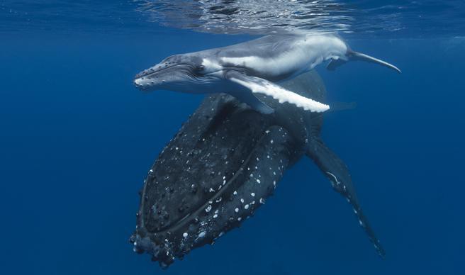 クジラの動物