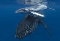 Was atmet der Wal? Das Aussehen und die Struktur der Kita