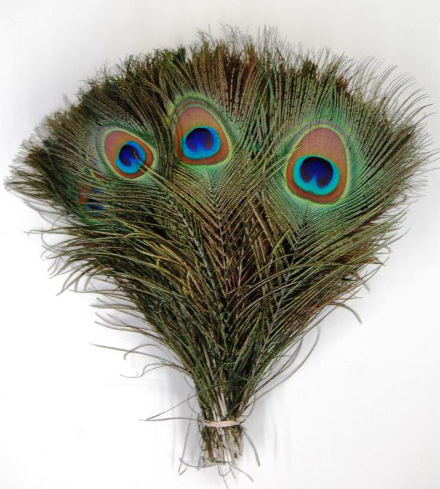 peacock feather hediyelik eşya