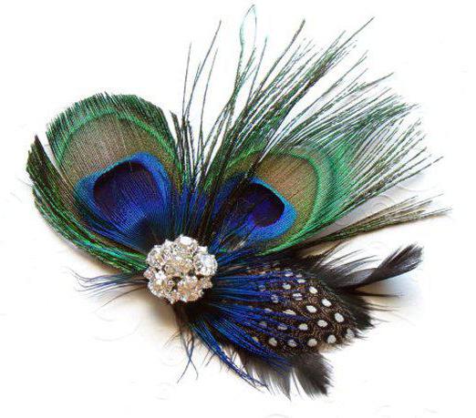 peacock feathers price