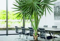 Artificial palm tree - South plant, which will never wither