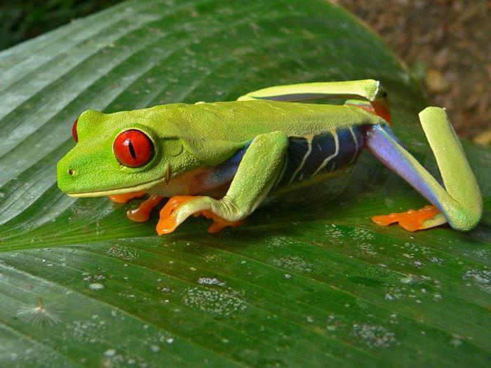 Красноглазая treefrog fotoğraf