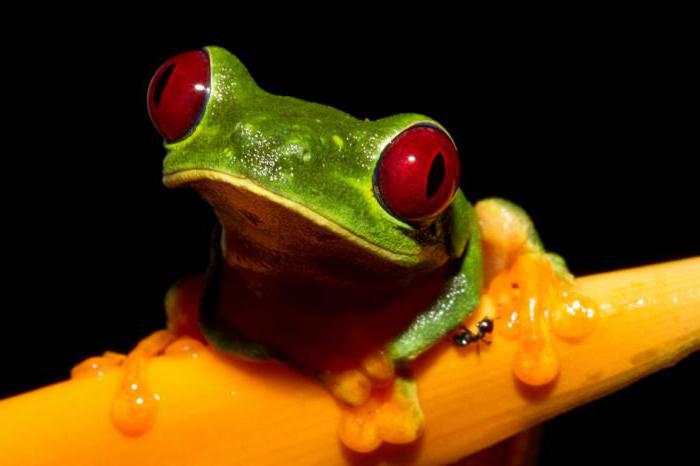 features of the red-eyed tree frogs