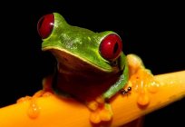 The red-eyed tree frog: photos, content features
