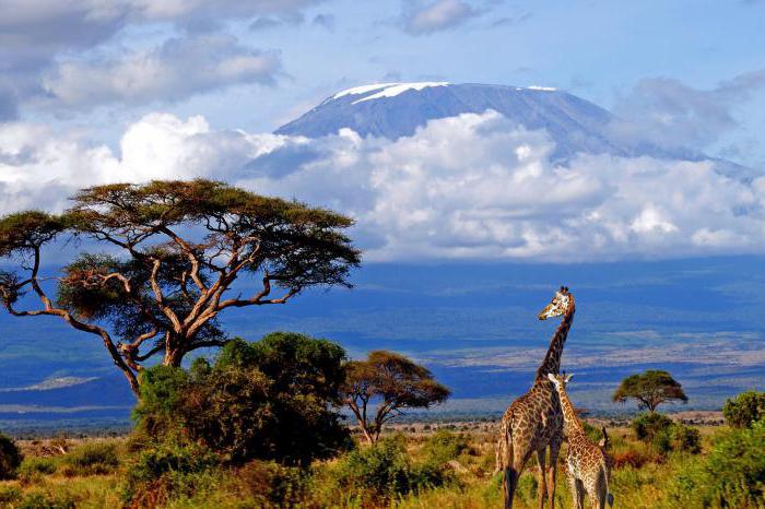 кіліманджаро африка