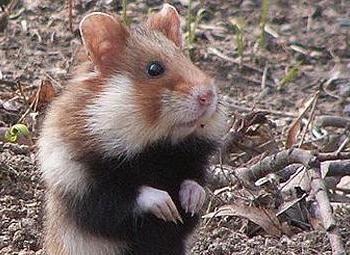 bozkır hamster ilginç gerçekler