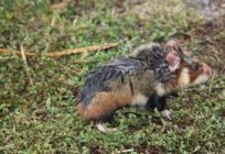 The steppe hamster: description and photos. What feeds the hamster
