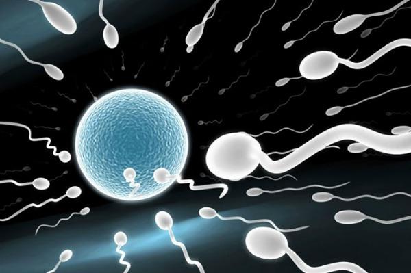żeńskie komórki płciowe