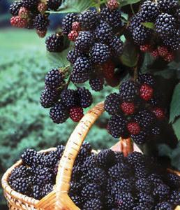 black raspberry кумберленд de plantio e cuidados