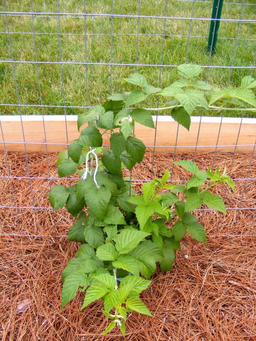 czarna malina кумберленд sadzenie i pielęgnacja rozmnażanie