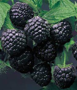 black raspberry que é bom grau кумберленд