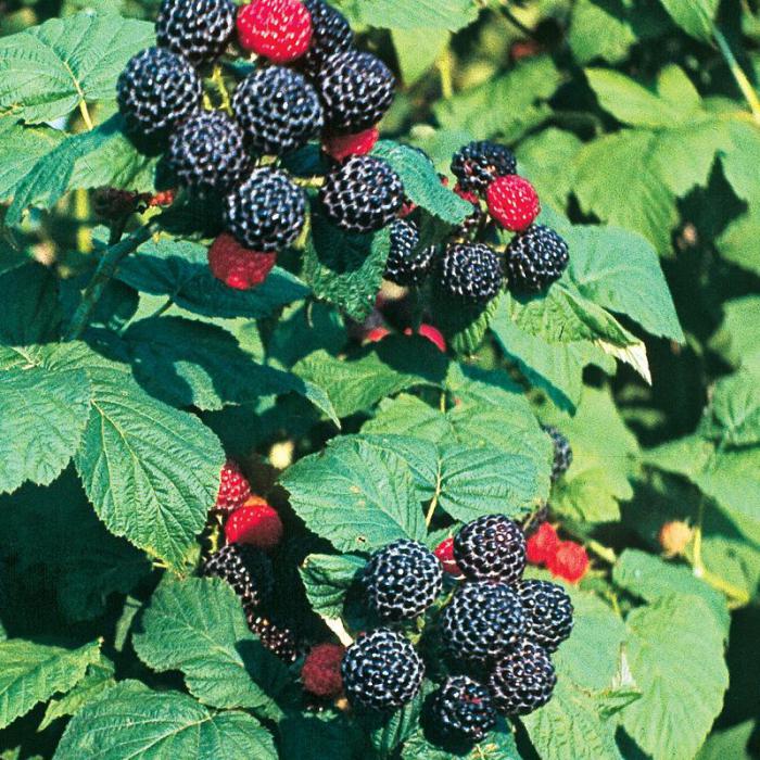 black raspberry cultivo e cuidados