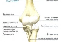 解剖:肱骨。 结构肱骨