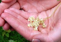 Meadowsweet: use and beneficial properties of plants