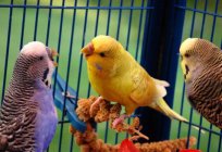 Zasilanie papugi falistej: zrównoważona dieta, cechy i zalecenia